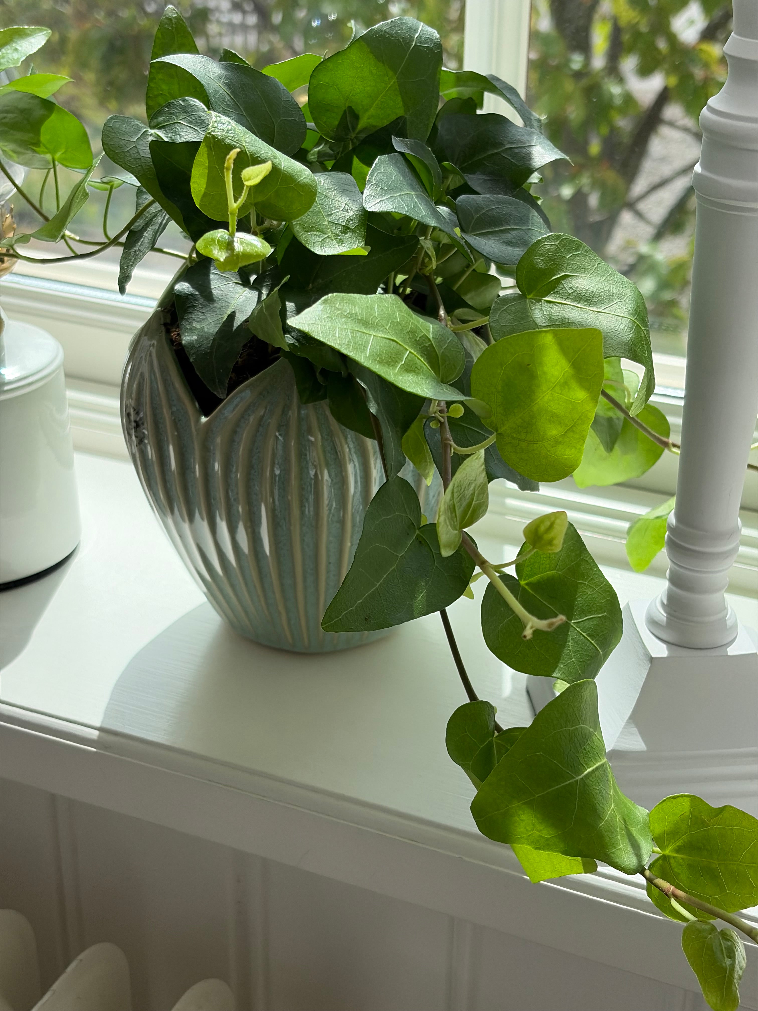 Kruka CORDATE mint