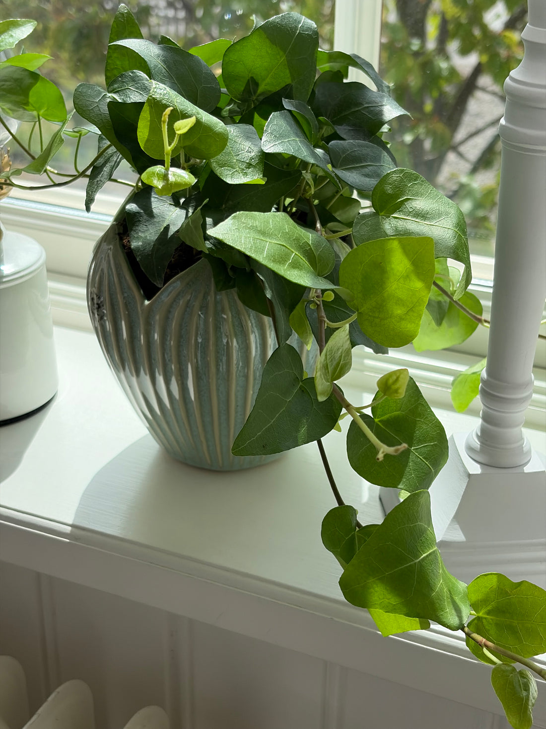 Kruka CORDATE mint